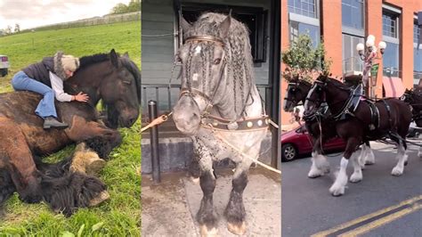 HORSE PENETRATE PUSSY COMPILATION .